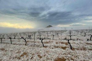 La sequía y el granizo hunde la cosecha de uva de Utiel-Requena hasta el 60%