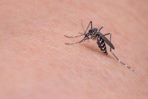 Compromís alerta de la profileració dels mosquits en Borriana després de les pluges