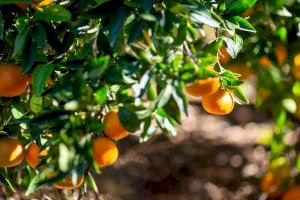 Mercadona comprarà 220.000 tones de mandarines i taronges espanyoles, un 10% més