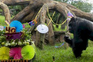 Celebración del 40º cumpleaños de Jitu y el 24º de Fossey, dos gorilas de BIOPARC Valencia