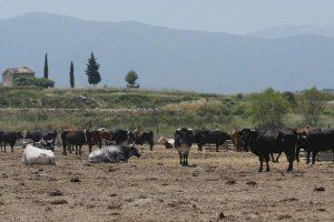 Agricultura lucha contra una enfermedad que afecta al ganado bovino de la que ya hay casos en granjas de Castellón