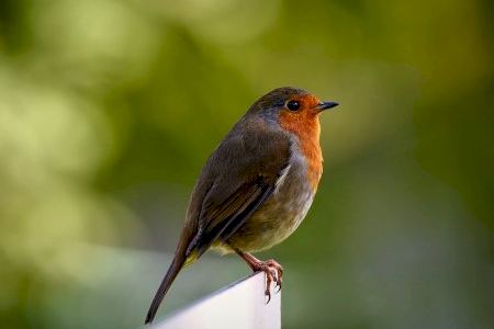 Xàtiva organitza la jornada «Caixes Niu» per conscienciar sobre l’habitatge dels ocells a la ciutat