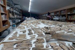 El Museu Arqueològic Camilo Visedo d'Alcoi estudia les restes de fauna trobats en jaciments de l'Edat de Bronze
