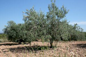 Oleada de robos de aceitunas en la Comunitat Valenciana ante el encarecimiento del aceite de oliva