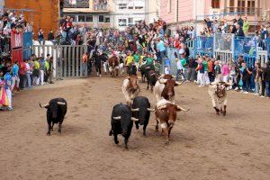 Los toros de Couto de Fornilhos y Santa Teresa atraen a miles de aficionados en un emocionante encierro