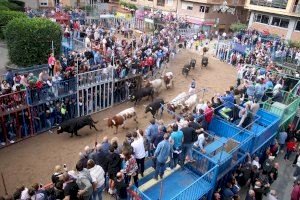 Los toros de Couto de Fornilhos y Santa Teresa atraen a miles de aficionados a Onda en un emocionante encierro