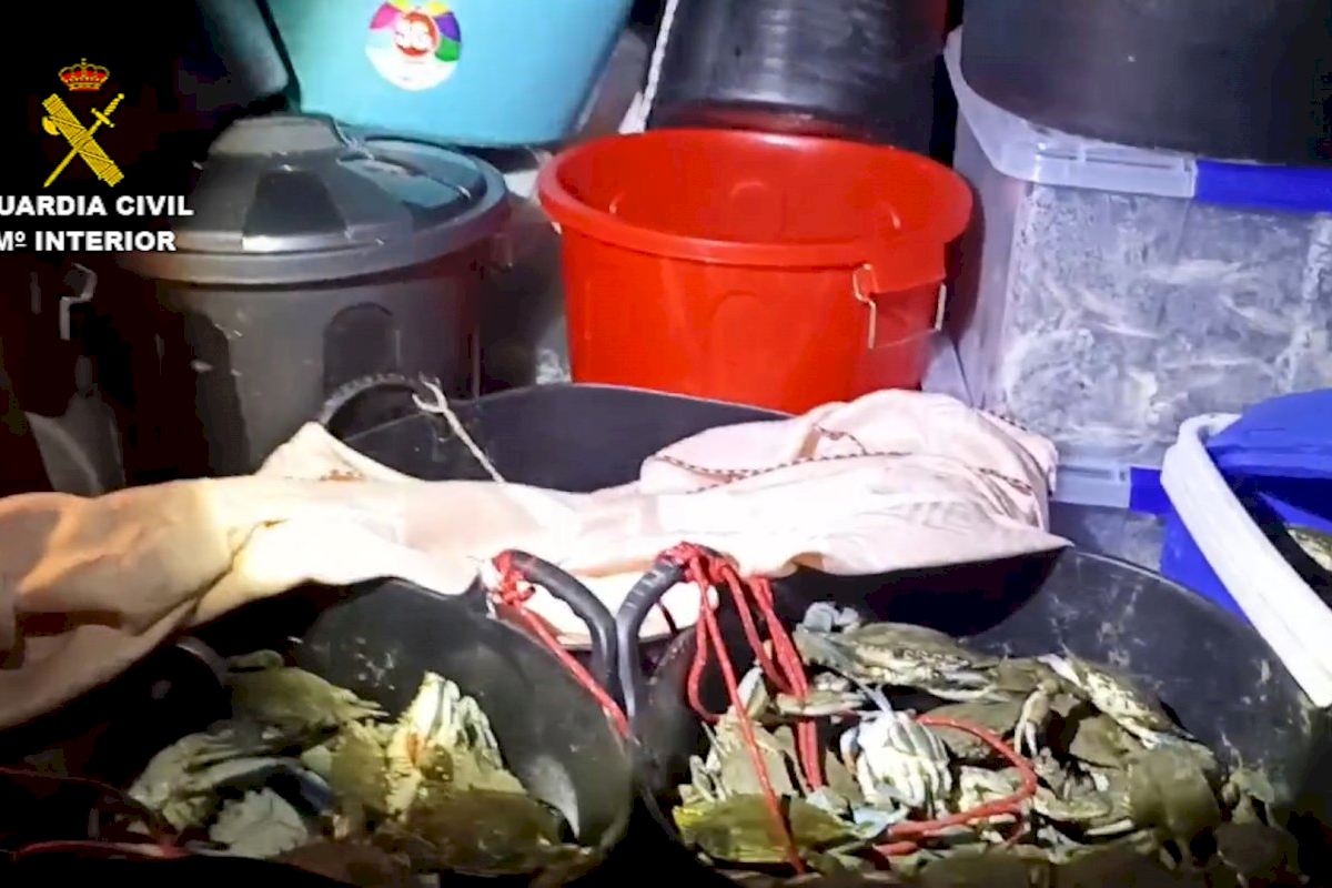 Intervenidos en Valencia 300 kg de cangrejo azul que eran transportados sin las mínimas garantías para la salud