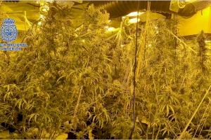 Dos detenidos cuando intentaban huir de una vivienda de lujo de Almoradí donde se cultivaba marihuana