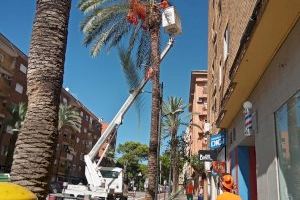Paterna intensifica la limpieza de la vía pública con la retirada de frutos de palmeras y de olivos en todo el municipio