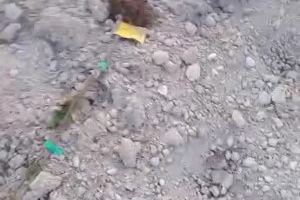VIDEO | Una manada de jabalís destroza un campo de melocotones en Valencia: "Nunca había visto nada así"