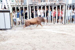 La Generalitat modificará el reglamento de los ‘bous al carrer’ para proteger a los animales del calor