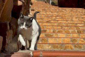 Serra gestiona las colonias felinas con una subvención de 91000 € del ministerio