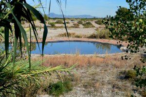 La nueva laguna entre Almassora y Burriana empieza a atraer a las primeras aves