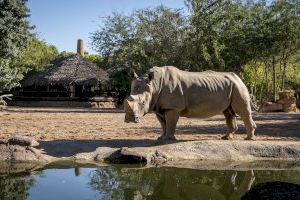 Muere Cirilo, el rinoceronte macho del Bioparc, fuertemente amenazado por la caza furtiva
