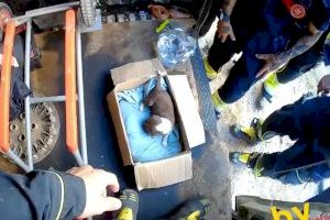 VIDEO | Bomberos rescatan en Valencia a un cachorro que estaba encerrado en una furgoneta