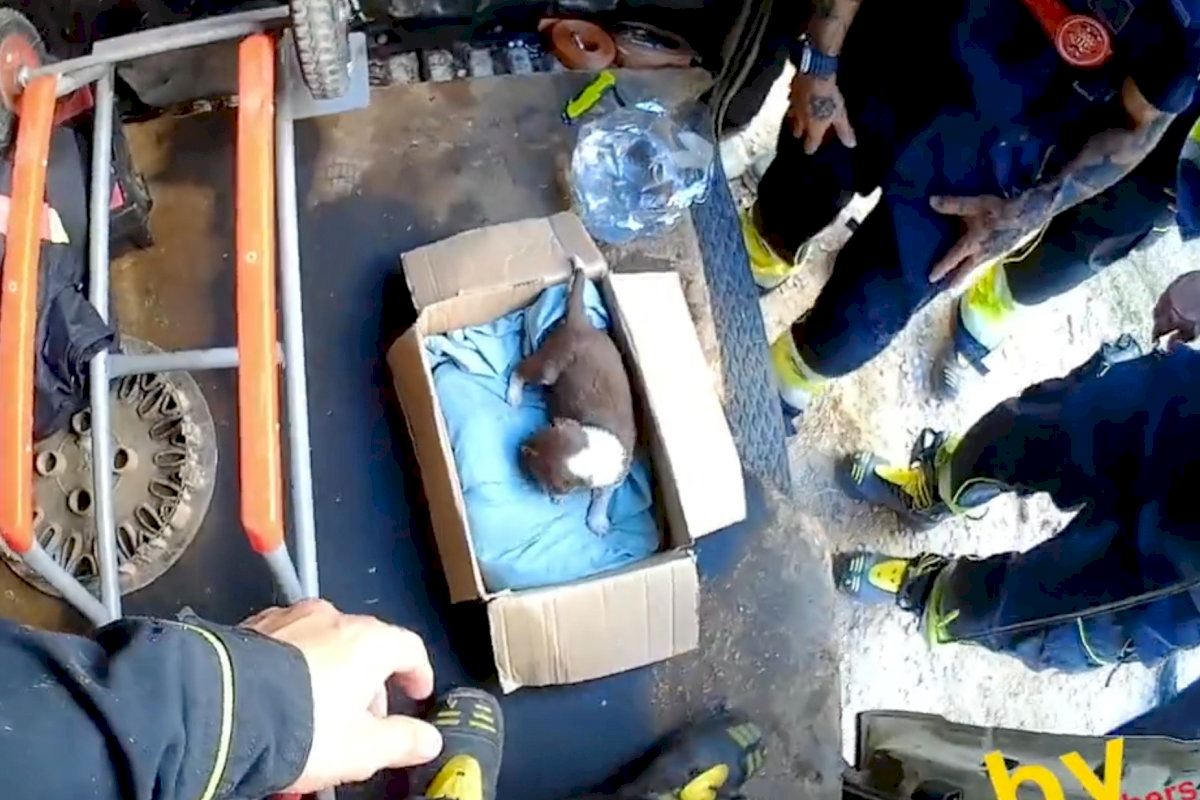 VIDEO | Bomberos rescatan en Valencia a un cachorro que estaba encerrado en una furgoneta