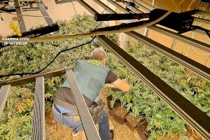 Operació antidroga a Aldaia i Paiporta: un detingut per cultivar marihuana en habitatges corrents d'ambdues localitats