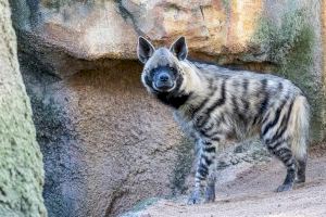 BIOPARC Valencia incorpora una pareja de una especie de hiena en peligro de extinción