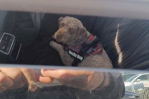 Un aficionat deixa al seu gos tancat en un cotxe mentre assistia al Gran Premi Ricardo Tormo de Xest