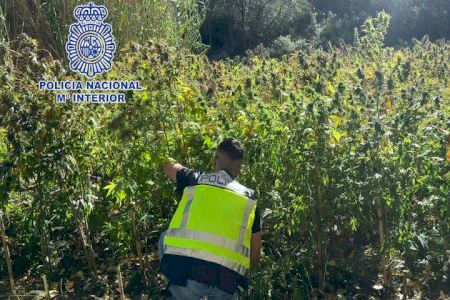Macrocultivo de marihuana con 1300 plantas: la Guardia Civil asesta un golpe contra la droga en Chiva