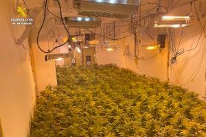 La Guardia Civil halla una superplantación de marihuana en un paraje de Aspe