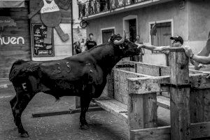 El jurat del Concurs de Fotografia de la Vaca de Castalla 2023 dona a conéixer els premis d'enguany