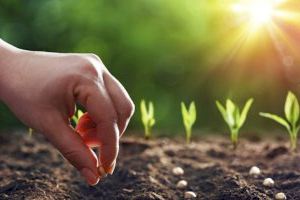 La Unió demana una moratòria en els períodes de prohibició per a fertilització nitrogenada dels sòls agraris que entrarà en vigor en 2024