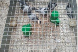 Un municipio de Castellón controla la plaga de palomas con más de 730 capturas