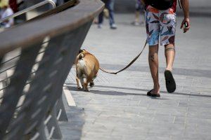 Un de cada cinc amos valencians no té assegurat al seu gos malgrat que la nova llei obliga a això