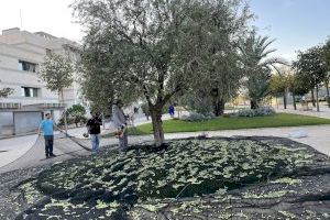 La Universitat d’Alacant dona les olives del campus per a incentivar les donacions de la investigació de la miopatia nemalínica