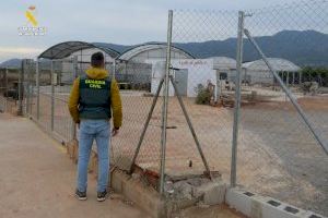 La Guardia Civil ha detenido in fraganti al autor del robo de 624 plantones de hortalizas en Nules
