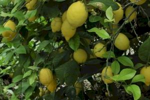 Los agricultores valencianos denuncian que están vendiendo los limones por debajo del precio de coste