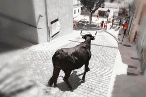 Los bous al Ravalet centran la programación de Sant Antoni en Oropesa este fin de semana