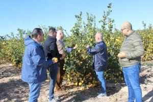 LA UNIÓ propone una ayuda extraordinaria de retirada de 50.000 toneladas de limones para compensar las pérdidas de los productores