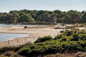 Actividades de plantación en el Tancat de la Pipa y en la playa del Saler para celebrar el Día del Árbol de la Comunitat Valenciana