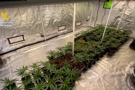 Desmantelan un supercultivo de marihuana en Benissa: casi 800 plantas escondidas en un adosado