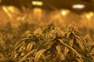 Sorprendente macro plantación de marihuana en una casa de Elche: guardaban hasta casi un millar de plantas