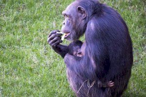 Nace un segundo chimpancé en peligro crítico de extinción: las tiernas imágenes en Bioparc Valencia