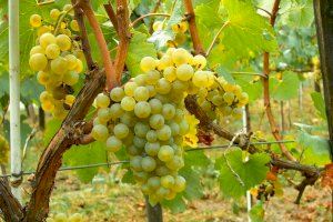 El Consell recolza al sector vitivinícola valencià i urgix mesures per a enfrontar desafiaments