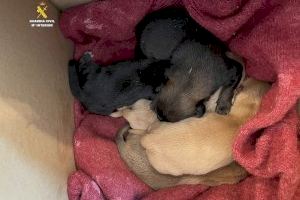 Abandonen cinc cadells en un contenidor d'un poble de Castelló