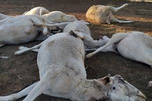 AVA-ASAJA insiste en que “sea lobo o perro, hay diez ovejas muertas y más de 400 traumatizadas”