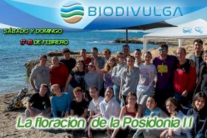 Los aficionados al mar participarán este fin de semana en unas sesiones de estudio de la posidonia en la costa de Villajoyosa