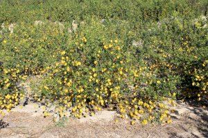 LA UNIÓ denuncia que la interprofesional Ailimpo y el Ministerio de Agricultura se desentienden de la crisis de los productores de limón