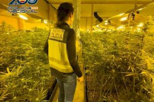 Localizan dos plantaciones de marihuana en Sagunto y Vila-real listas para ser vendidas en Europa