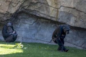 Muere una de las dos crías de chimpancé de BIOPARC Valencia