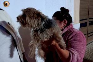 Final feliz: el minucioso rescate de un perro atrapado en un coche en Montaverner