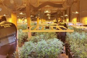 Desmantelan una super plantación de marihuana en una nave industrial de Les Alqueries