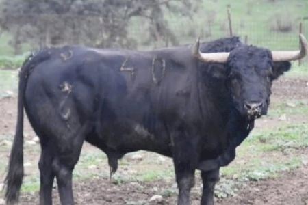 El impresionante toro cerril de la ganadería de Madroñiz para celebrar el Mig Any Fester de Almassora