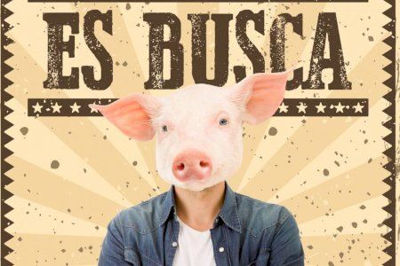 "Se busca a estos cerdos" y se ofrece recompensa: la llamativa campaña que sorprende entre los vecinos de Puçol