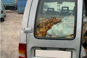 Pillan a un hombre con más de 900 kilos de naranjas robadas en Burriana
